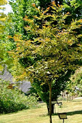 Castanea sativa 'Anny Summer Red' - kaštanovník jedlý - letní habitus